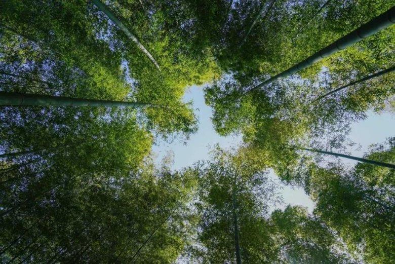 难怪库克降薪3620万美元,苹果公司负债 1092.8 亿美元,位居第二
